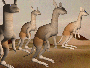 CANGURUS