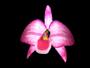 ORQUÍDEA