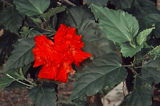 FLOR