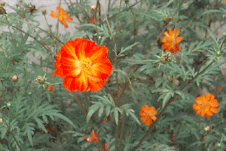 FLOR