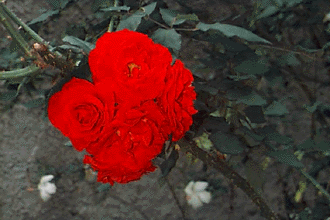 FLOR