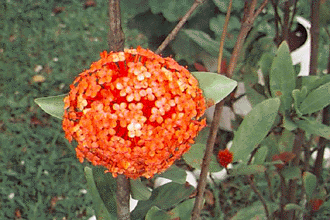 FLOR