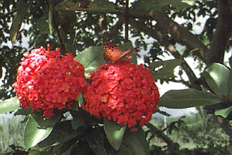 FLOR